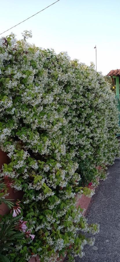 Casa Vacanze Mimose Palinuro Luaran gambar